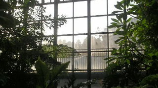 冬でも温室の熱帯植物で楽しめました