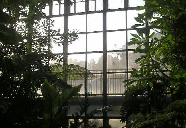 冬でも温室の熱帯植物で楽しめました