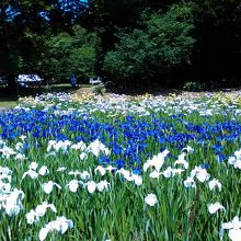 色とりどりの菖蒲が見頃です