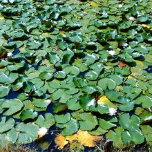 近くの姥が池では睡蓮が咲いていました