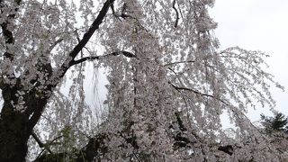 シダレザクラ