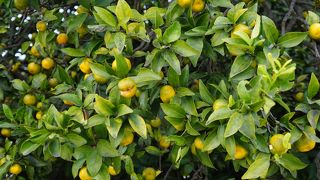 よく見ると橘の方はもう黄色い小さなかわいらしい実をつけていました