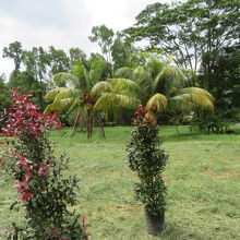 多くの植物があります