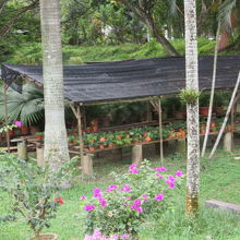 植物が植えられています