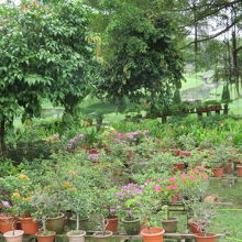 植物が栽培されています