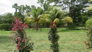 多くの植物が栽培されていました