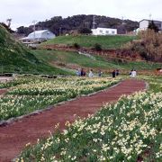 平成30年 ２月３日 節分の下田爪木崎の水仙まつり