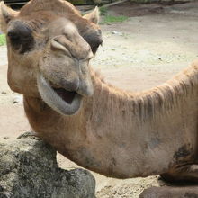 ラクダがいます