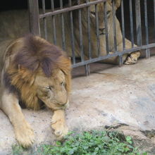 ライオンがいます