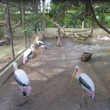 フラミンゴがいます