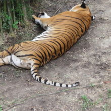 虎が寝ています