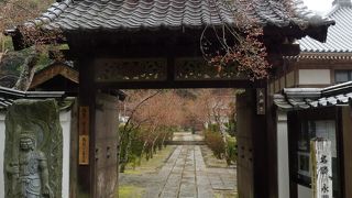 紅葉では無くて新緑の緑？？？？