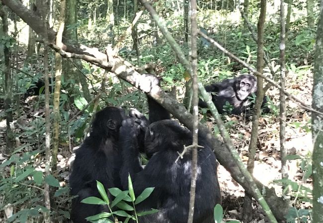 チンパンジーの故郷