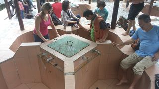 運が良ければラフレシアに出逢える