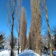 雪景色のポプラ並木