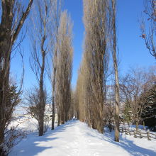 冬のポプラ並木