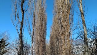雪景色のポプラ並木も絶景