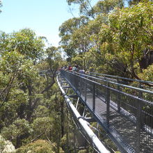 散歩道はティングルの林の上を進みます