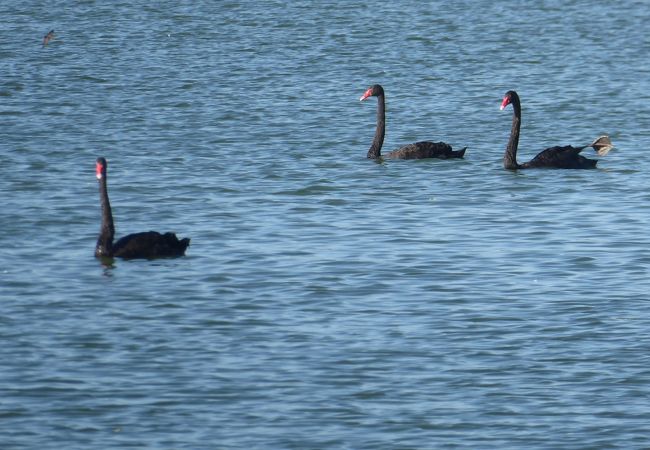 ブラックスワンが見られるモンガー湖