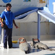 アザラシショー