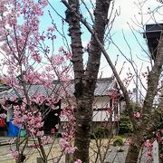 西行ゆかりの花の寺「勝持寺」