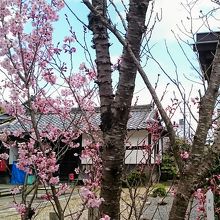 早咲きの可愛らしい「米桜」