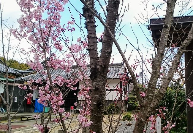 西行ゆかりの花の寺「勝持寺」