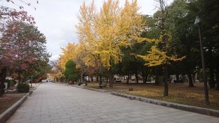 銀杏並木が美しかったです。