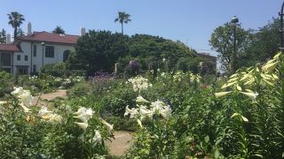 自然な雰囲気で植物が植えられています