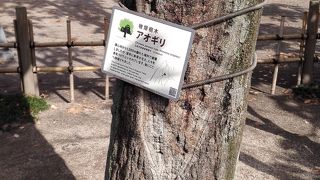 凄い生命力に勇気をいただく