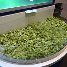 ビール原料のホップ