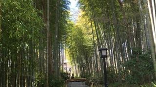 小ぶりながら美しい竹林