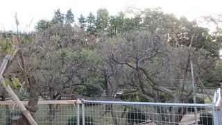 池上本門寺の緑豊かな丘が借景に。