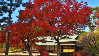 2本も太いもみじ