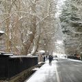 角館、雪化粧美しいですね～！