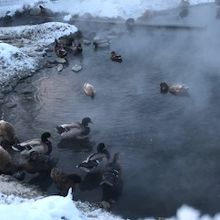 温泉の脇も暖かいようです