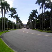 気持ちよいヤシの木の並木道