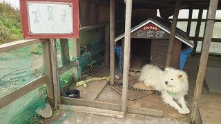 久しぶりのわさお