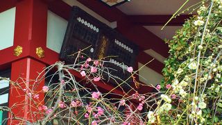 梅の花が咲いていました