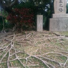 根っこがすごい