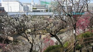 三分咲きでした