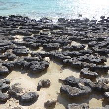 ストロマトライトは丸みを帯びた黒っぽい石でした
