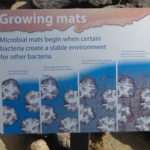 珪藻類が長年堆積して出来た岩である、と説明されています