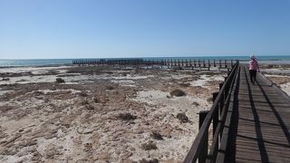 珍しい岩石群ストロマトライトが見られるハメリンプール海洋保護区