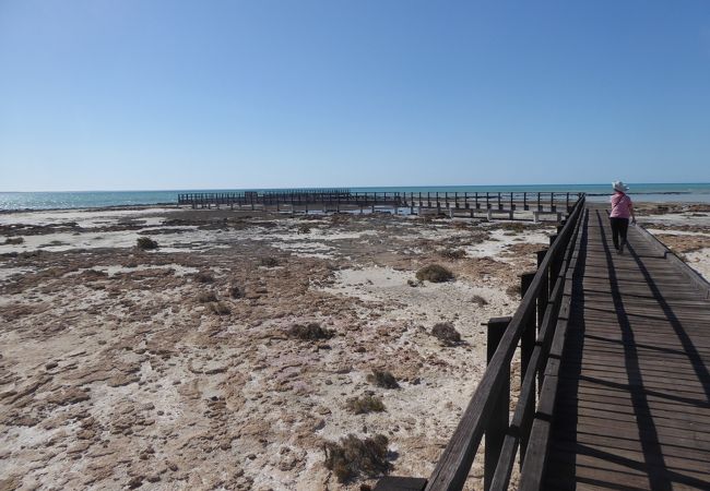 珍しい岩石群ストロマトライトが見られるハメリンプール海洋保護区