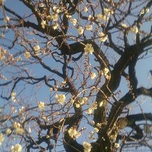 梅の古木が咲きだした