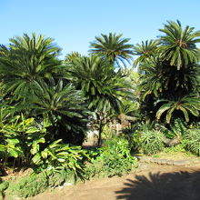 樹齢800年の大蘇鉄