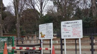 ポニーと触れ合える貴重な場所