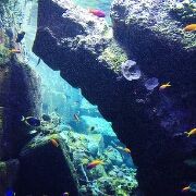 ドバイの水族館ならここがお勧めです。