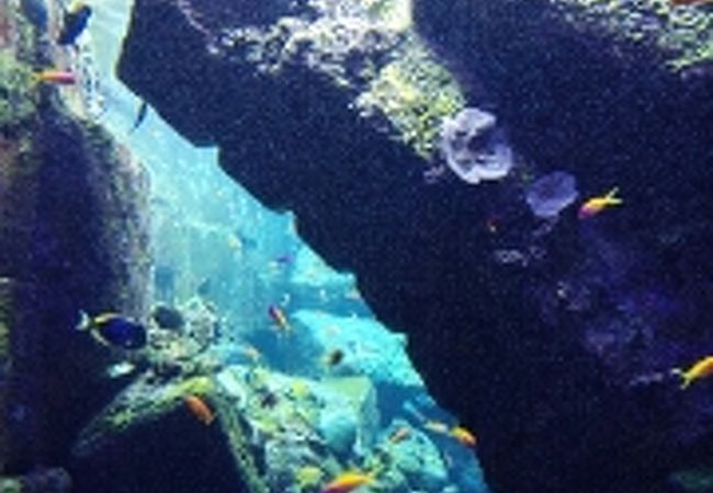 ドバイの水族館ならここがお勧めです。